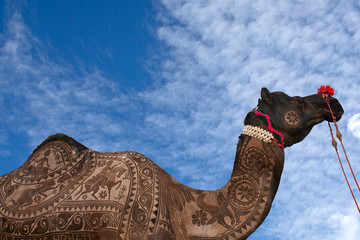 Camel at Bikaner Camel festival in Rajasthan, India
