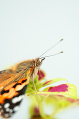 vanessa cardui butterfly on leaf