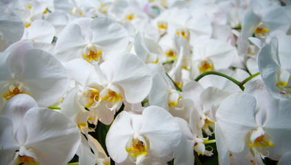 Beautiful orchid flowers in the greenhouse. Сlose up view. White gentle orchid flowers are taken...
