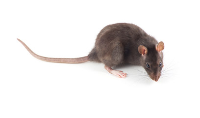 rat close-up isolated on white background