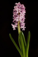 Obraz premium Hyacinth