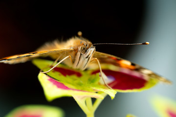 vanessa cardui butterfly on leaf