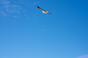 Seagull flying in the sky