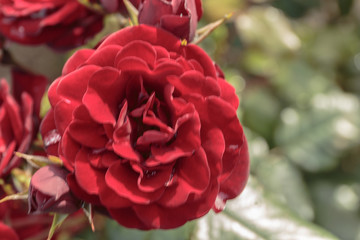 Blooming scarlet roses outdoors with drops of dew on petals. Closeup.