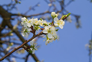 Plum tree, prunus domestica, flowering in spring againt a blue sky