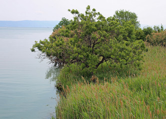 mouth of the italian river Isonzo
