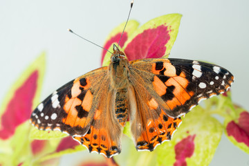 vanessa cardui butterfly on leaf