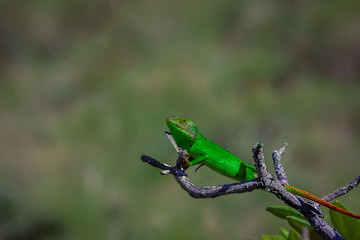 bird on a branch