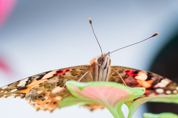 vanessa cardui butterfly on leaf