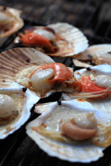 barbecue clam