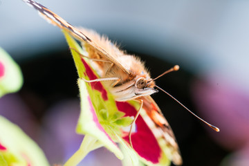 vanessa cardui butterfly on leaf
