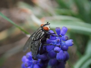 a fly on a purple flower