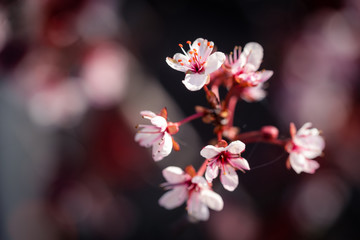 Fototapeta na wymiar Nahaufnahme einer blühenden Zierkirsche im Frühling