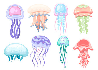 Set of Sea jellyfish. Tropical underwater animal. Medusa aquatic organism, cartoon style design. Flat vector illustration isolated on white background © Alfmaler