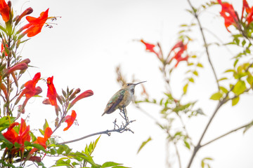 Magnificent hummingbird sitting on the tree