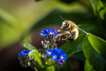 Nahaufnahme einer Honig Biene - Sitzend auf einer blauen Vergissmeinnicht Blume