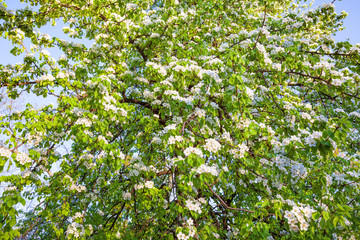 Fototapeta na wymiar Spring flowering plum trees.