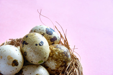 Obraz premium Close up of easter nest with fragile speckled or spotted quail eggs on a pink background with copy space for use as a easter background or spring background 