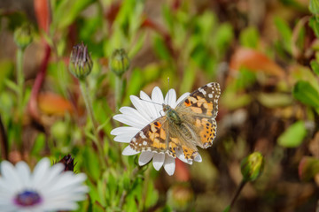 Painted lady eating in the white Osteospermum flower