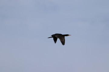 Kormoran