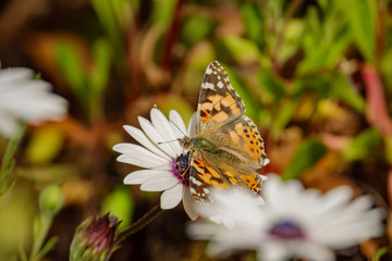Painted lady eating in the white Osteospermum flower
