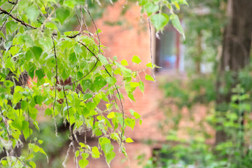 Leaves of a poplar tree with down after a rain and fluff on catkins. Allergic disease of flowering and blooming poplar fluff.