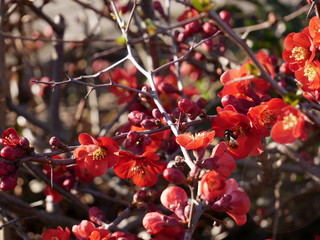 Blumenbusch mit Hummel