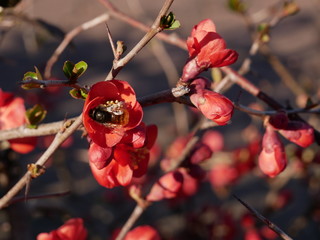 Blumenbusch mit Hummel