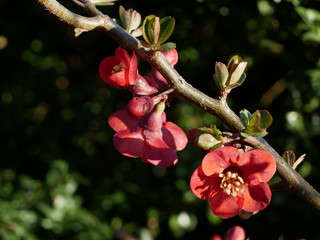 Blüten am Ast