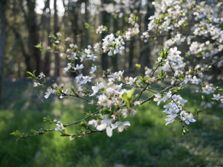 blühender Apfelbaum