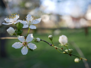blühender Apfelbaum