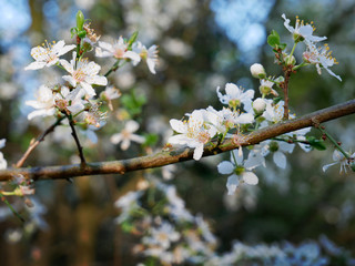 blühender Apfelbaum