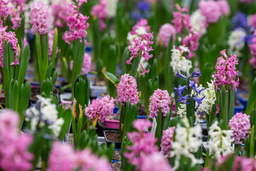 Obraz premium spring flowers in pots on the shelf of a flower shop