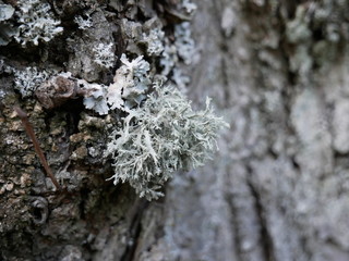 Flechte an Baum