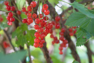 Red currant berries hang on a branch. Red berries. Sour little