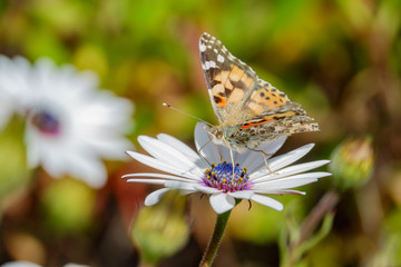 Painted lady eating in the white Osteospermum flower