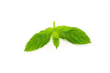 fresh mint leaf