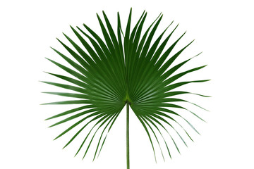 Palm with circular leaves or Fan palm frond tropical leaf nature green pattern isolated on white...