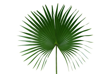 Palm with circular leaves or Fan palm frond tropical leaf nature green pattern isolated on white background, clipping path included. © Chansom Pantip