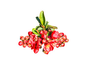 Branch with red flower buds of apple, pear or cherry plum isolated on white background