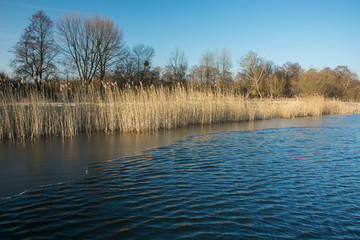 Small waves and thin ice on a calm lake. Trees and reeds on the shore and a clear sky