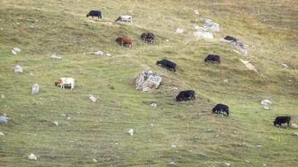 Cattle Grazing on a Hill in Georgian Countryside