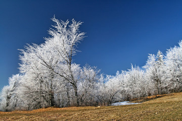 White frozen trees with the blue sky