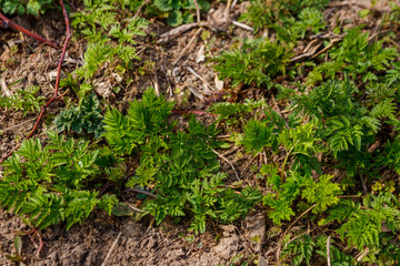 Green hemlock spotted plants (Conium Maculatum)
