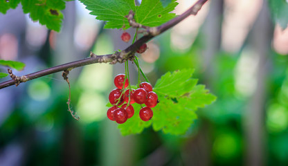 Red currant berries hang on a branch. Red berries. Sour little