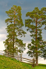 Fototapeta premium Coniferous tree and wood fence