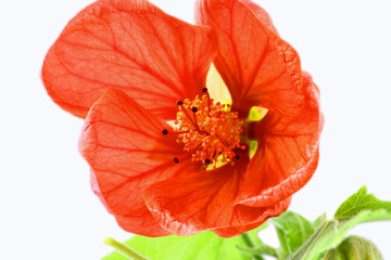 Close up image of orange abutilon flower over white