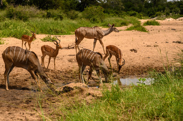 Impala rams with Kudu ewes in a tranquil riverbed scene