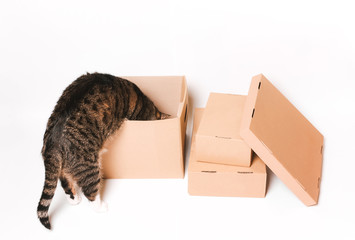 cat looks in a cardboard box. Eco-friendly packaging.