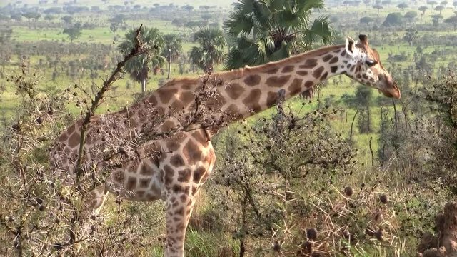 A Single Tall Giraffe Grazing or Eating from Bushes and Shrubs in the Savanna